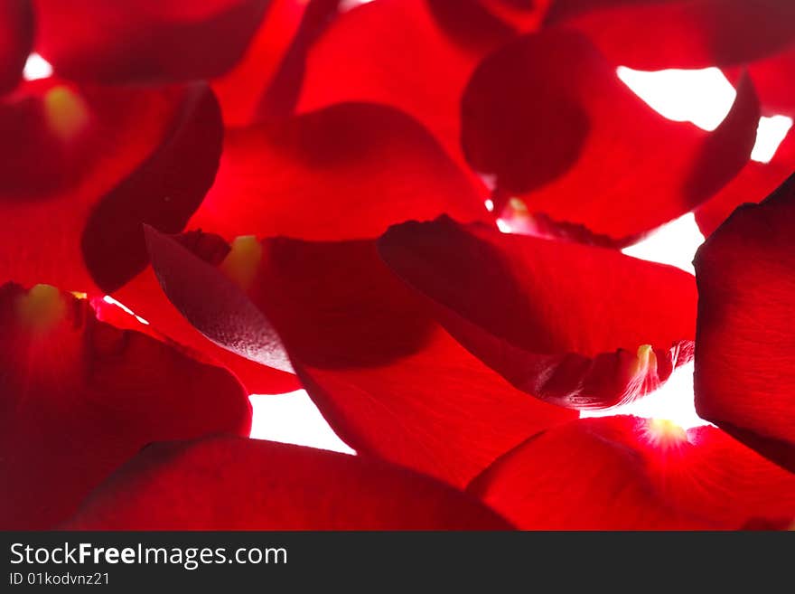 Many red rose petals isolated on white background