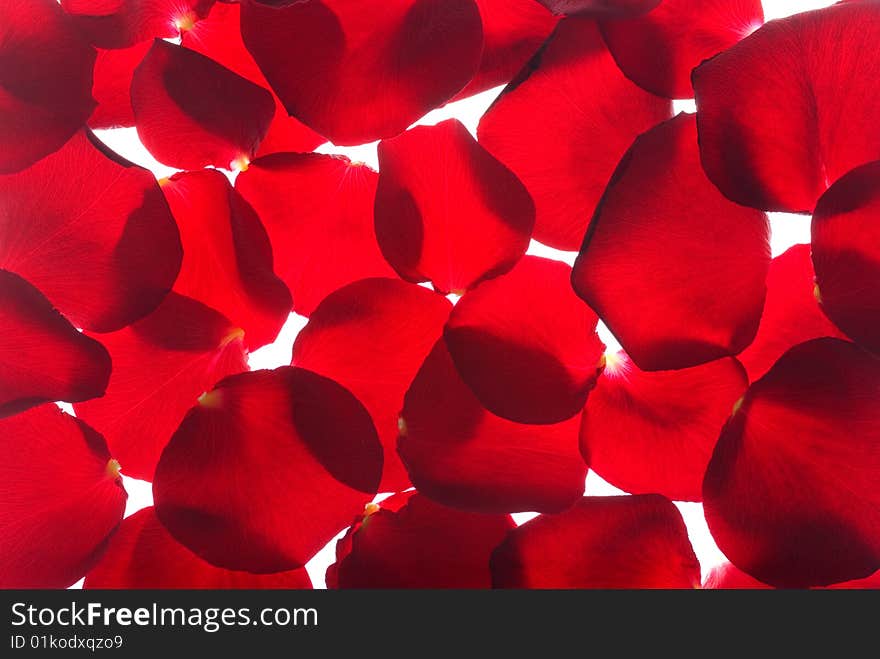 Many red rose petals isolated on white background