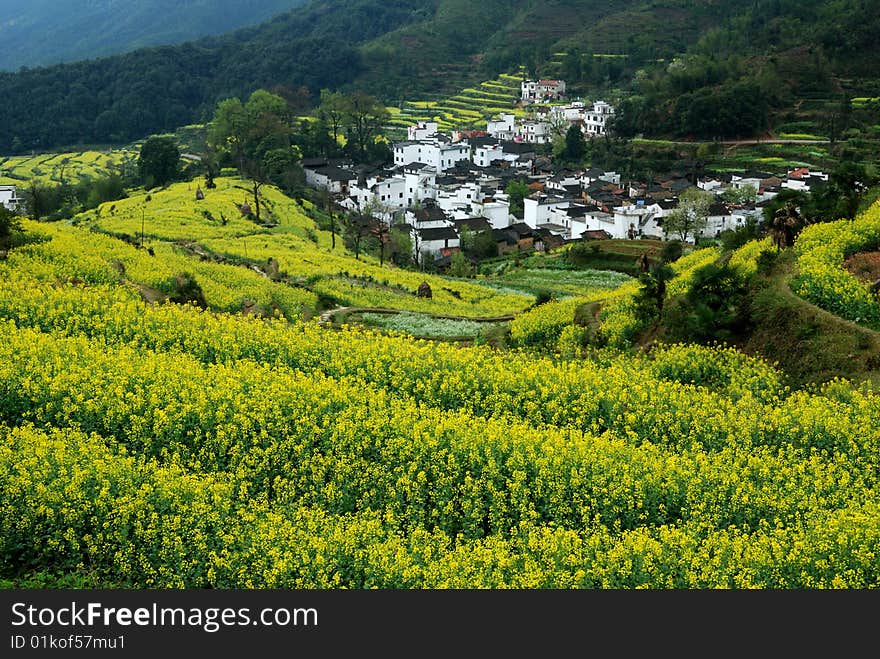 Scenic flower in summer. Scenic flower in summer.