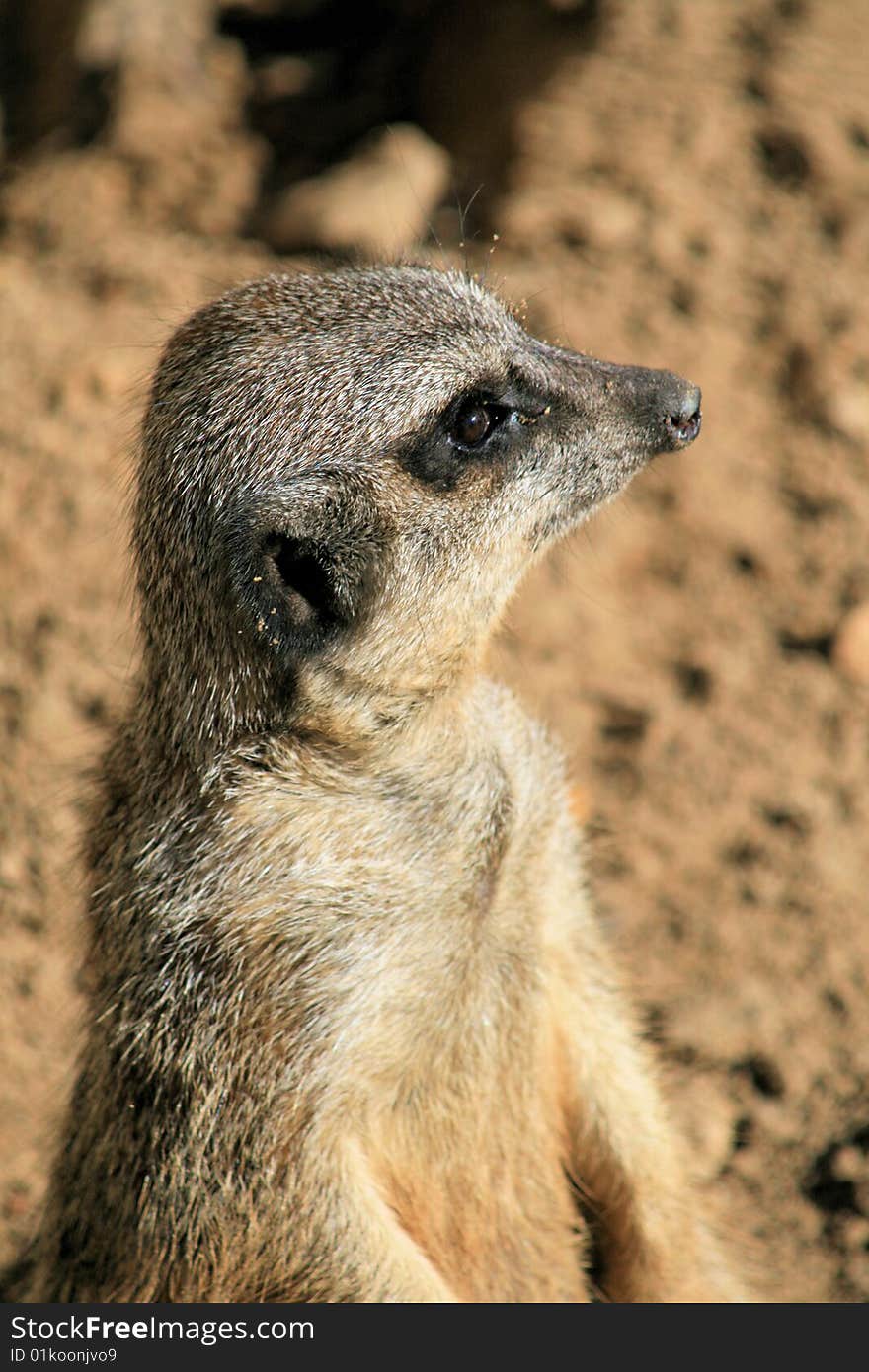 Closeup of Meerkat in a zoo. Closeup of Meerkat in a zoo