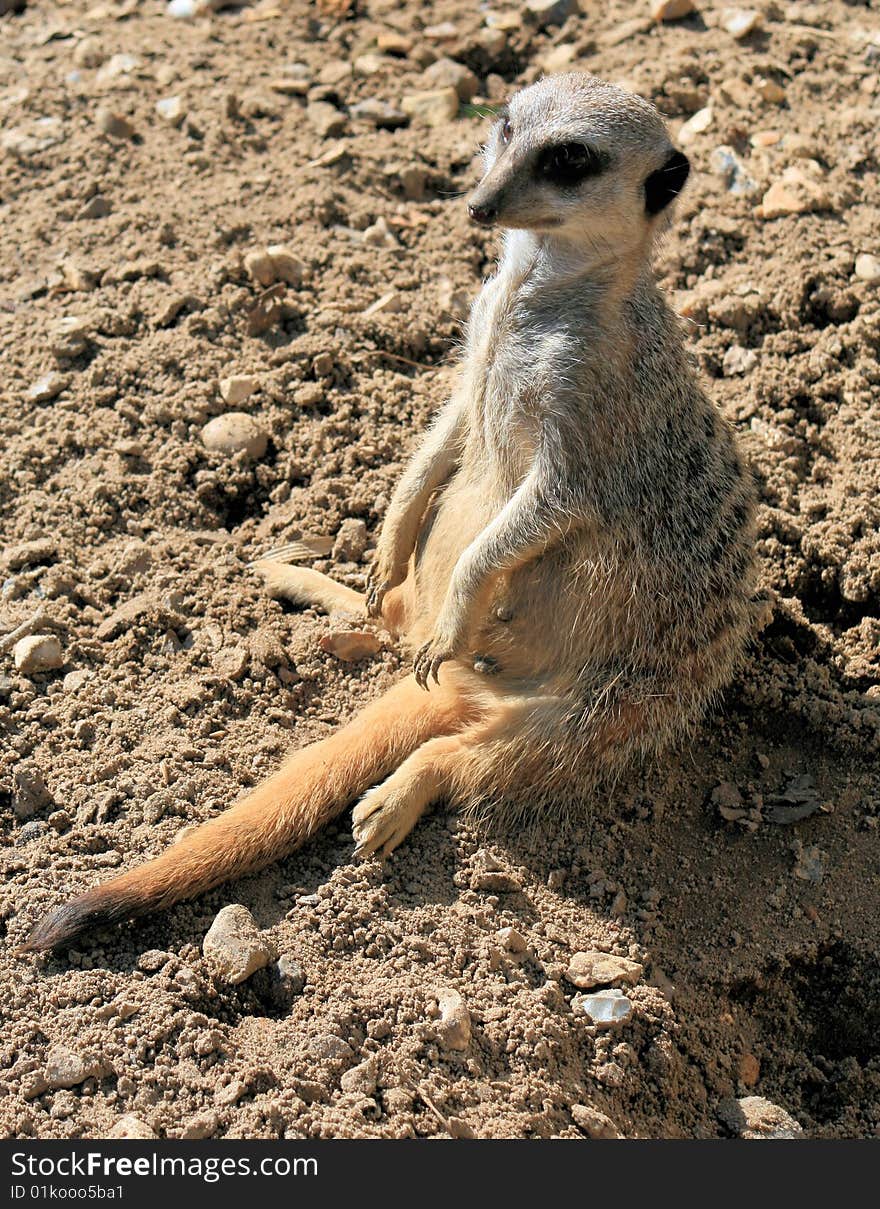 Meerkat 3