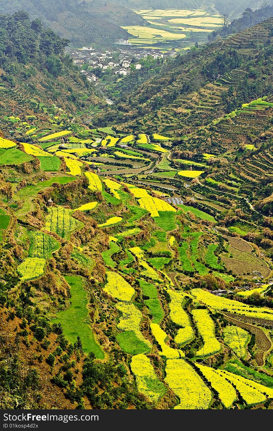 terrace field overgrow with yellow rape. terrace field overgrow with yellow rape