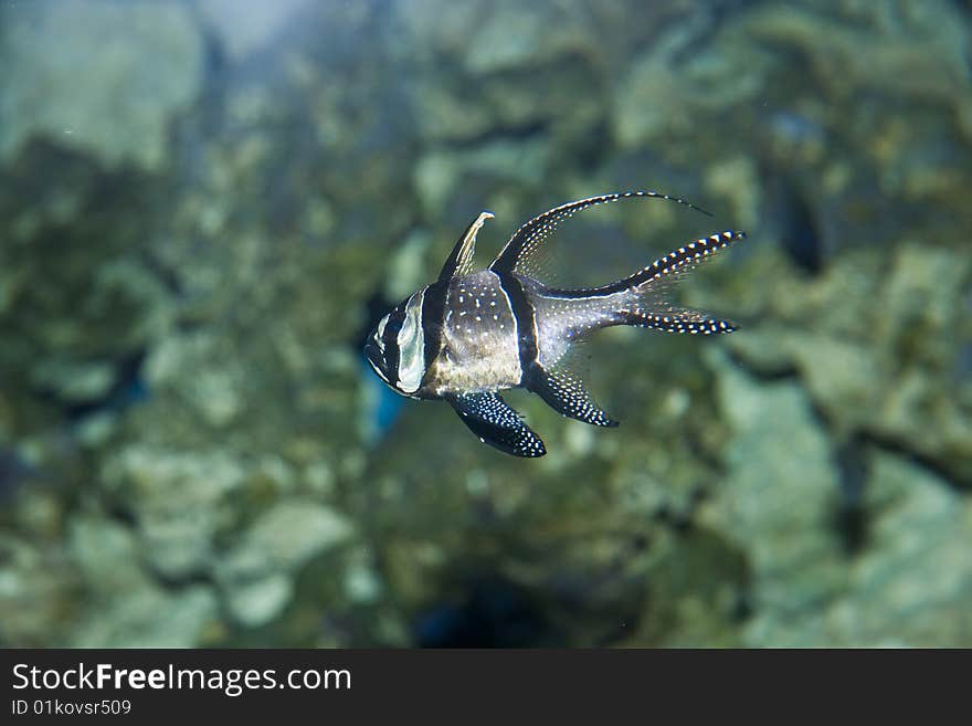 Pajama Cardinalfish