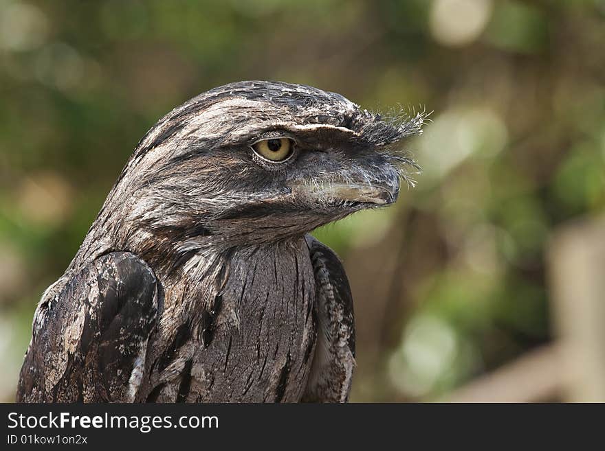 Podargus srigoides. A neonave bird native to Tasmania. Podargus srigoides. A neonave bird native to Tasmania.