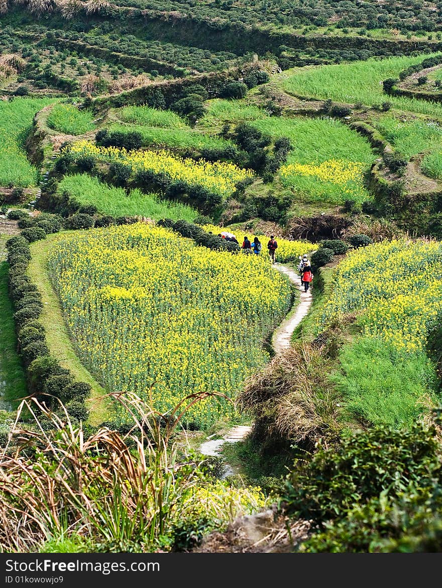 Several travellers walk in field