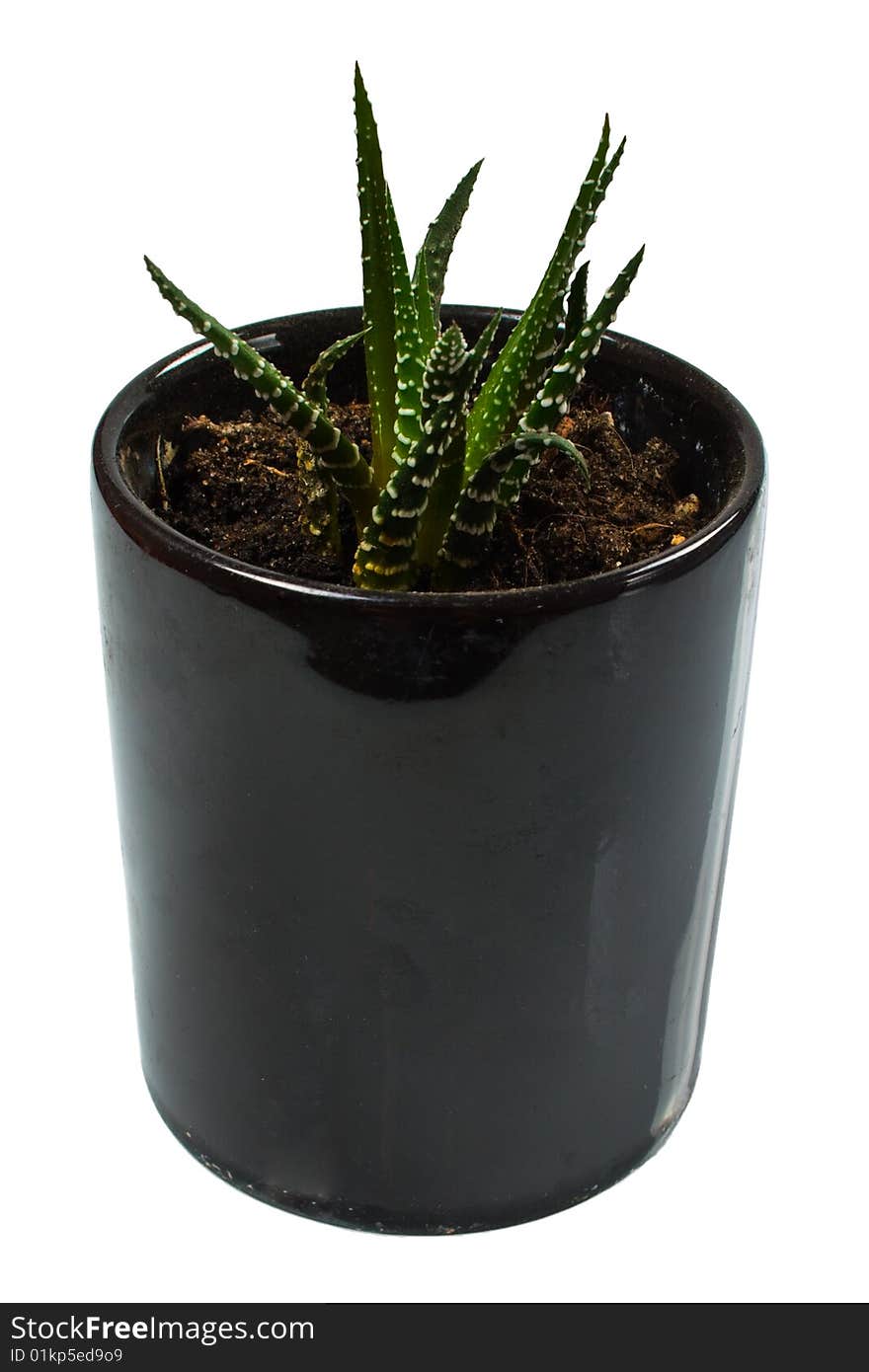 Green Plant In Black Pot