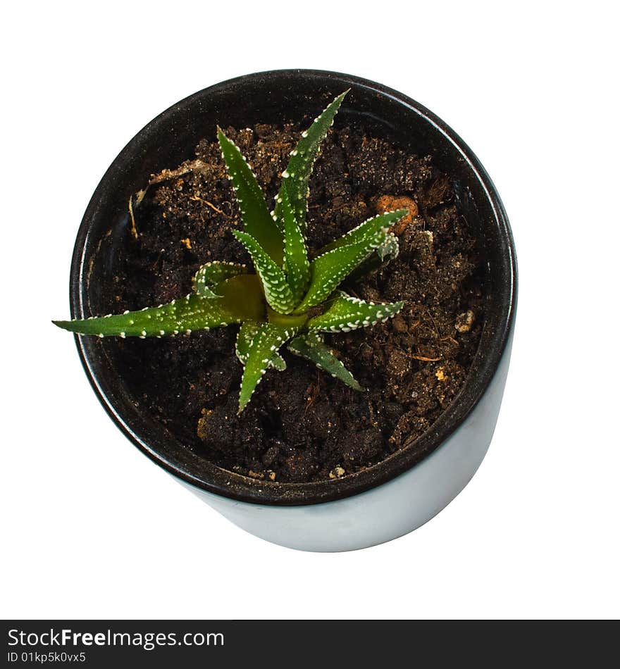 Green Plant In Black Pot