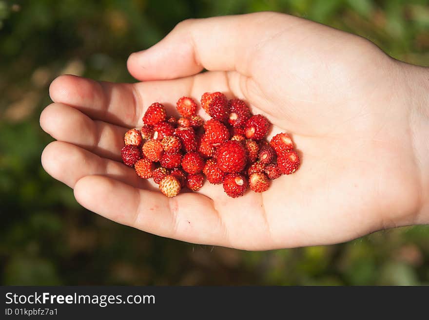 Strawberry in hand