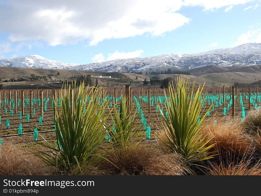 NZ South - Central Otargo