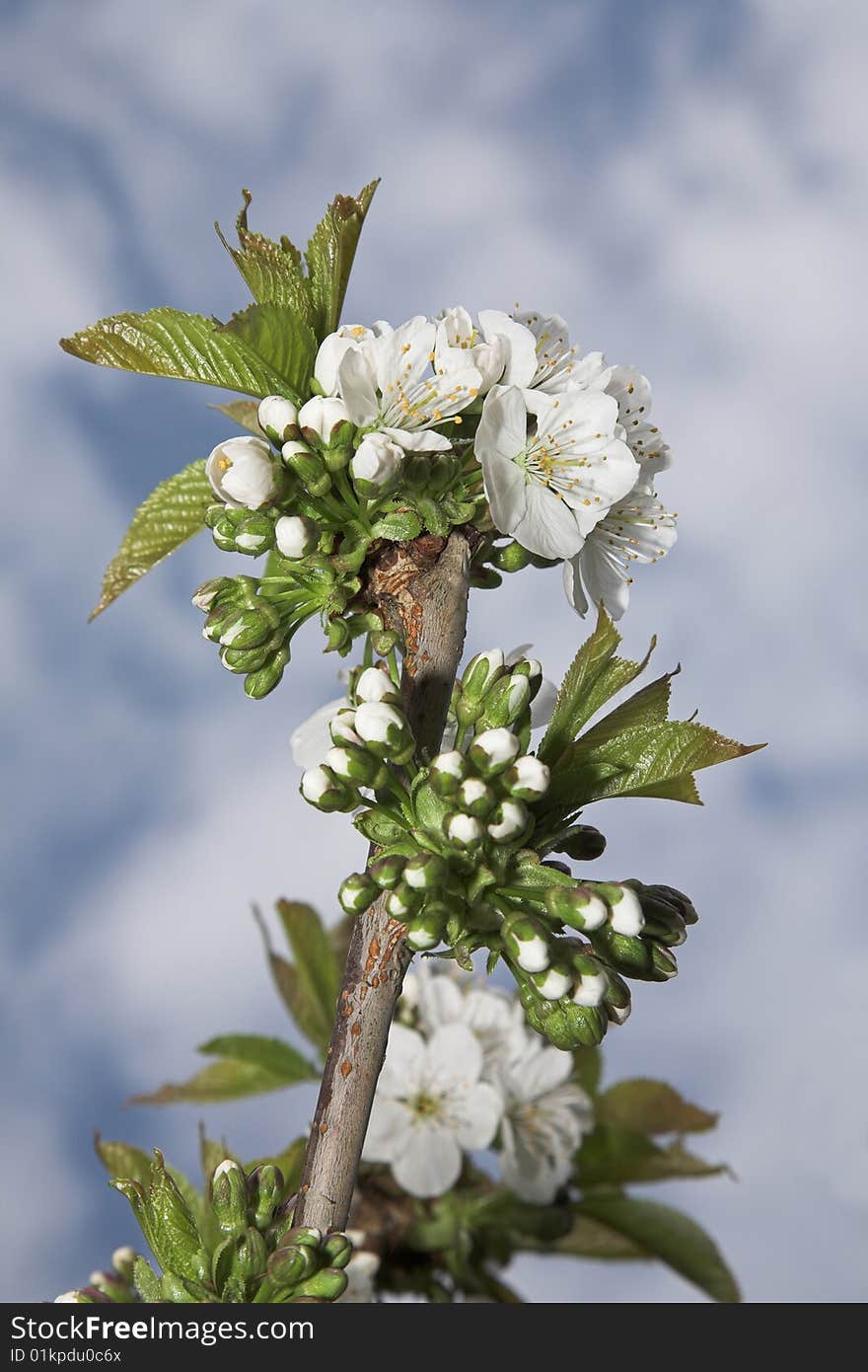 White cherry blossom against a cloudy blue sky