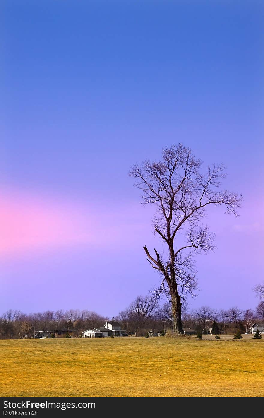 Single tall tree against colorful sky background. Single tall tree against colorful sky background