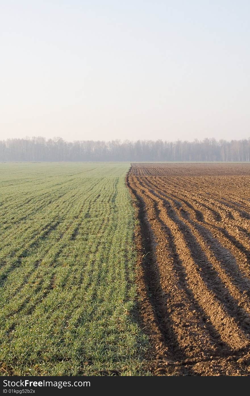 Landscape with field