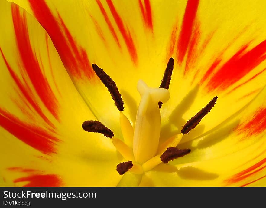 Closeup of yellow and red tulip. Closeup of yellow and red tulip