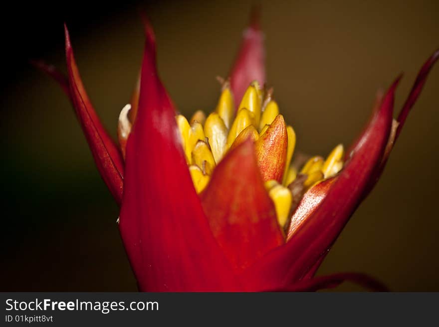 Red Cone Flower