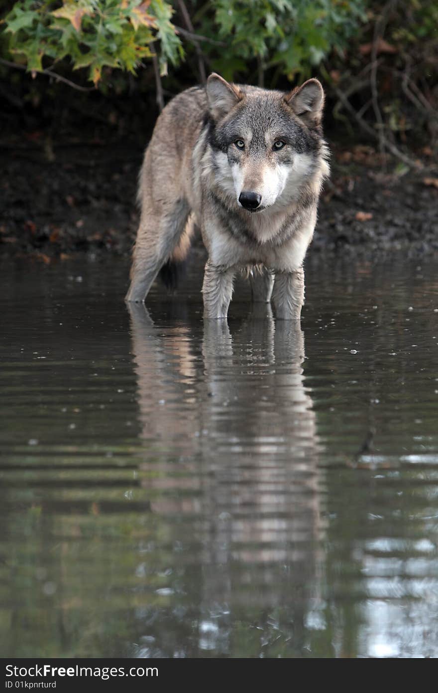 Wolf, canis lupus, portrait found in natural setting. Wolf, canis lupus, portrait found in natural setting