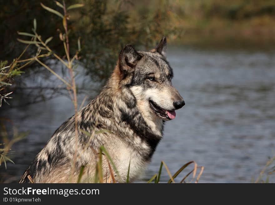 Wolf, canis lupus, portrait found in natural setting. Wolf, canis lupus, portrait found in natural setting
