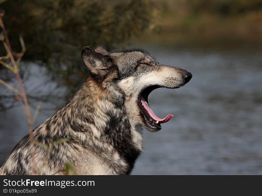 Wolf, canis lupus, portrait found in natural setting. Wolf, canis lupus, portrait found in natural setting