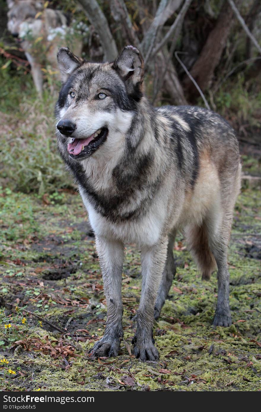 Wolf, canis lupus, portrait found in natural setting. Wolf, canis lupus, portrait found in natural setting