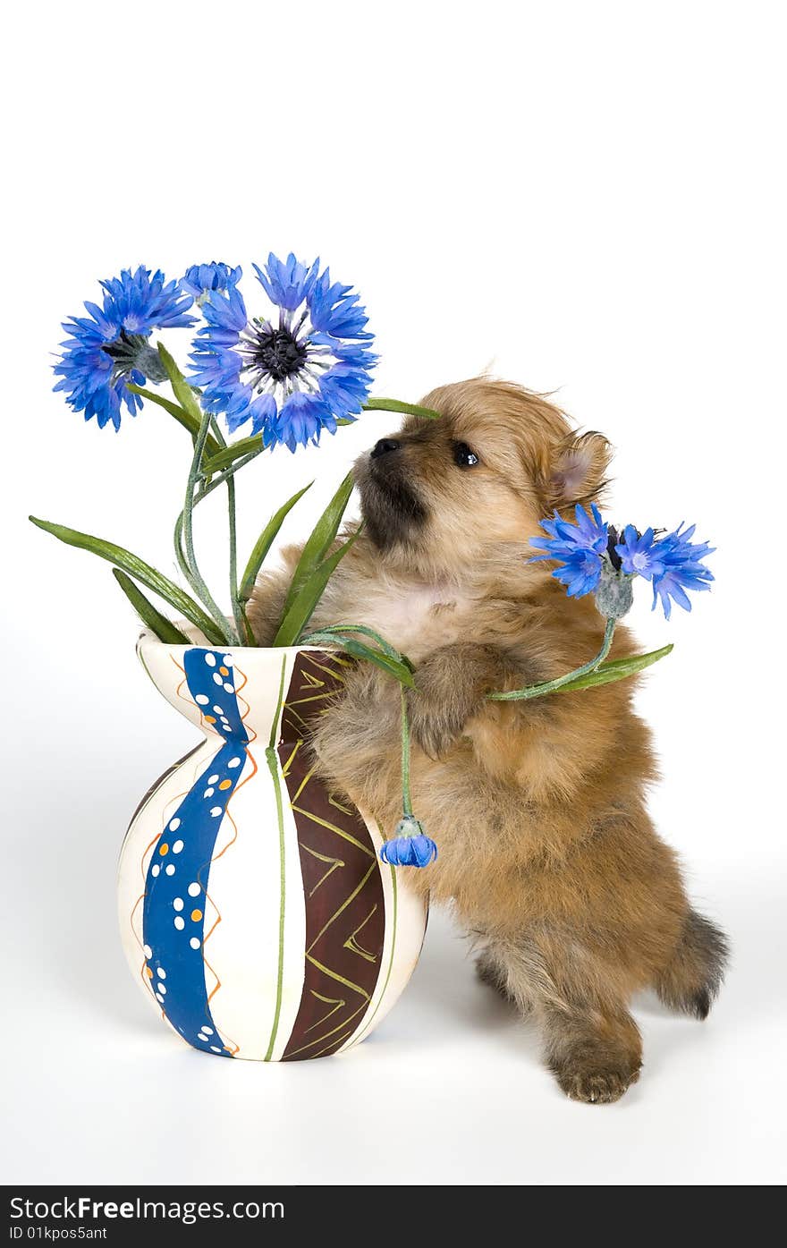 Puppy with a vase in studio