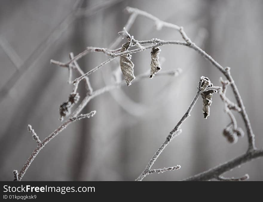 Frozen Leaves and Branches