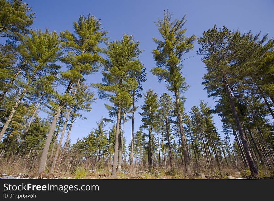 North Woods Under Blue Sky