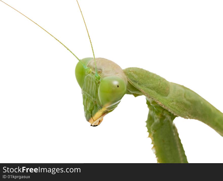 Head of green mantis