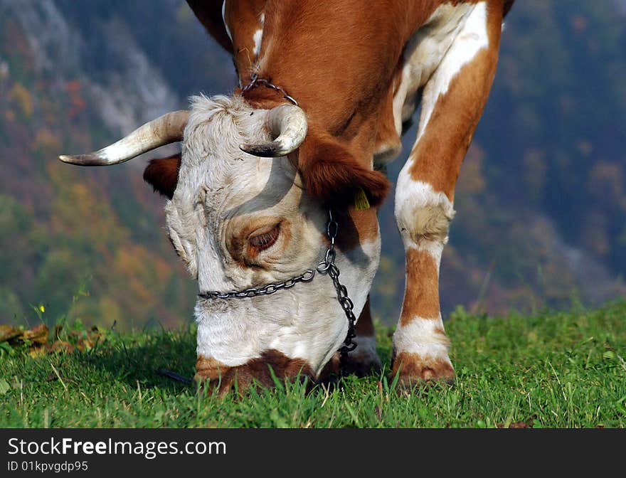 BEAUTIFULL COW