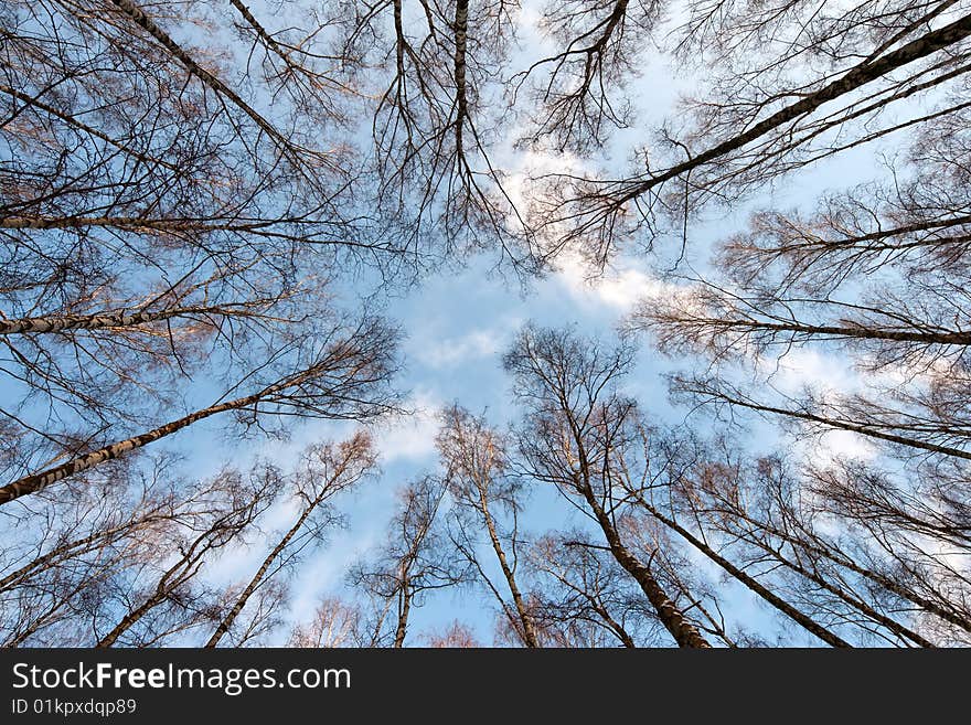 Winter tree crowns on deep blue sky. Winter tree crowns on deep blue sky