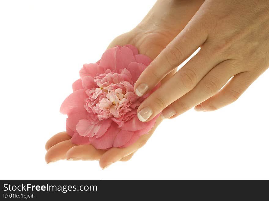 Hands keep a flower of camellia with care. Hands keep a flower of camellia with care