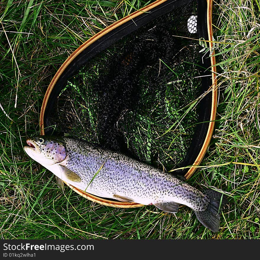 Rainbow Trout and Fishing net. Rainbow Trout and Fishing net