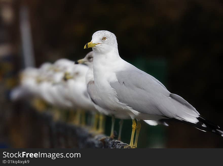 View of seagulls lined up on a fence waiting for food.