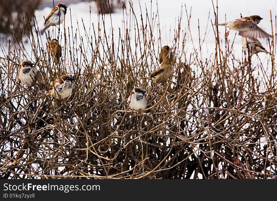 Sparrow on a branch