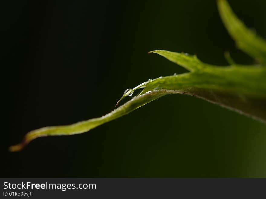 A water drop on petals