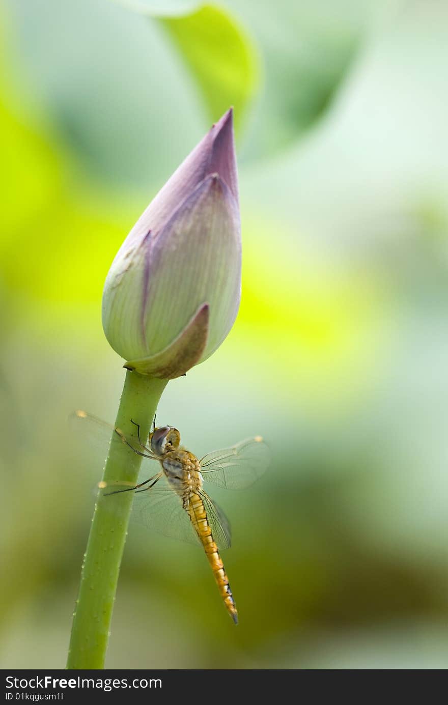 Dragonfly on lotus