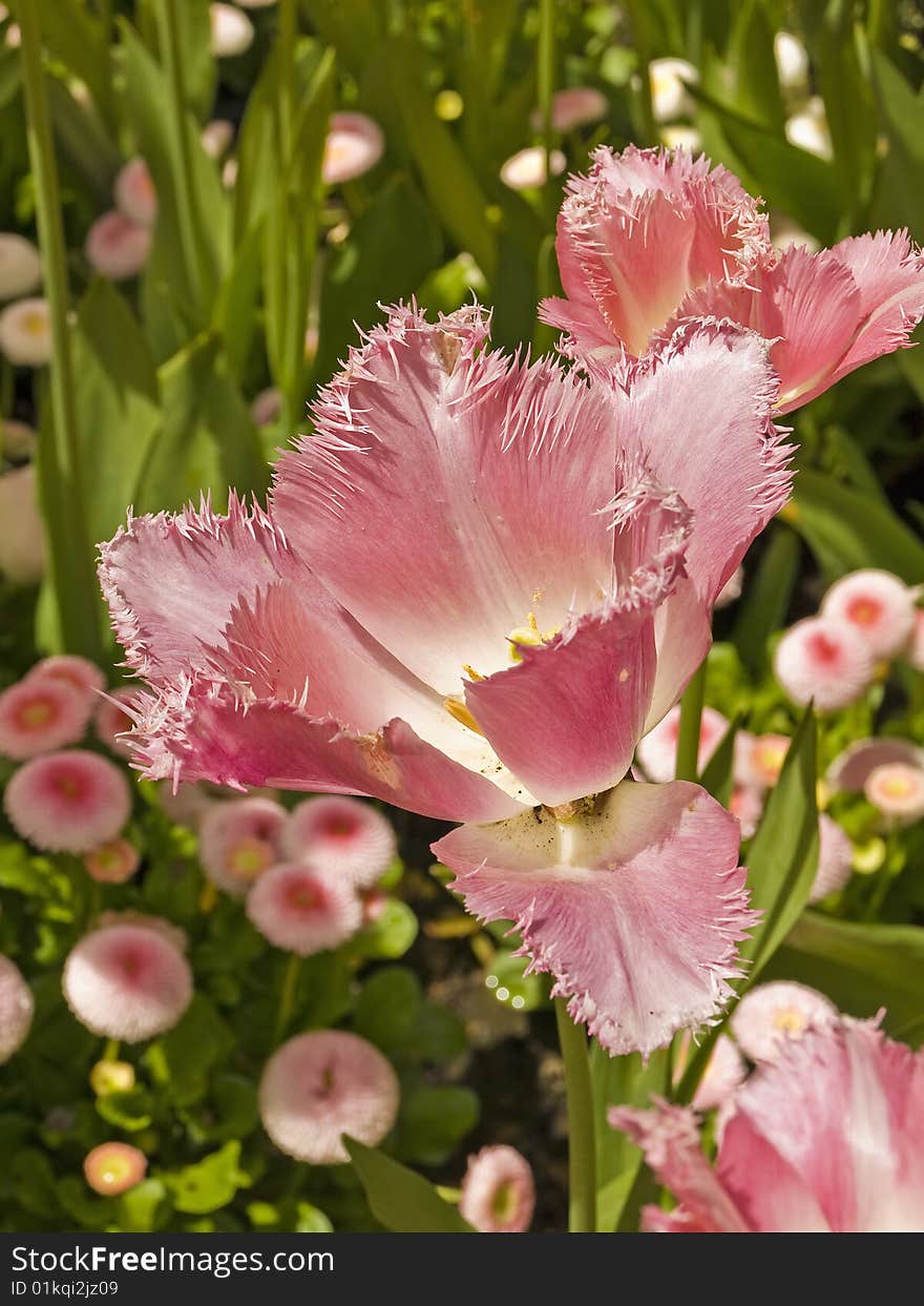 Fringed tulips