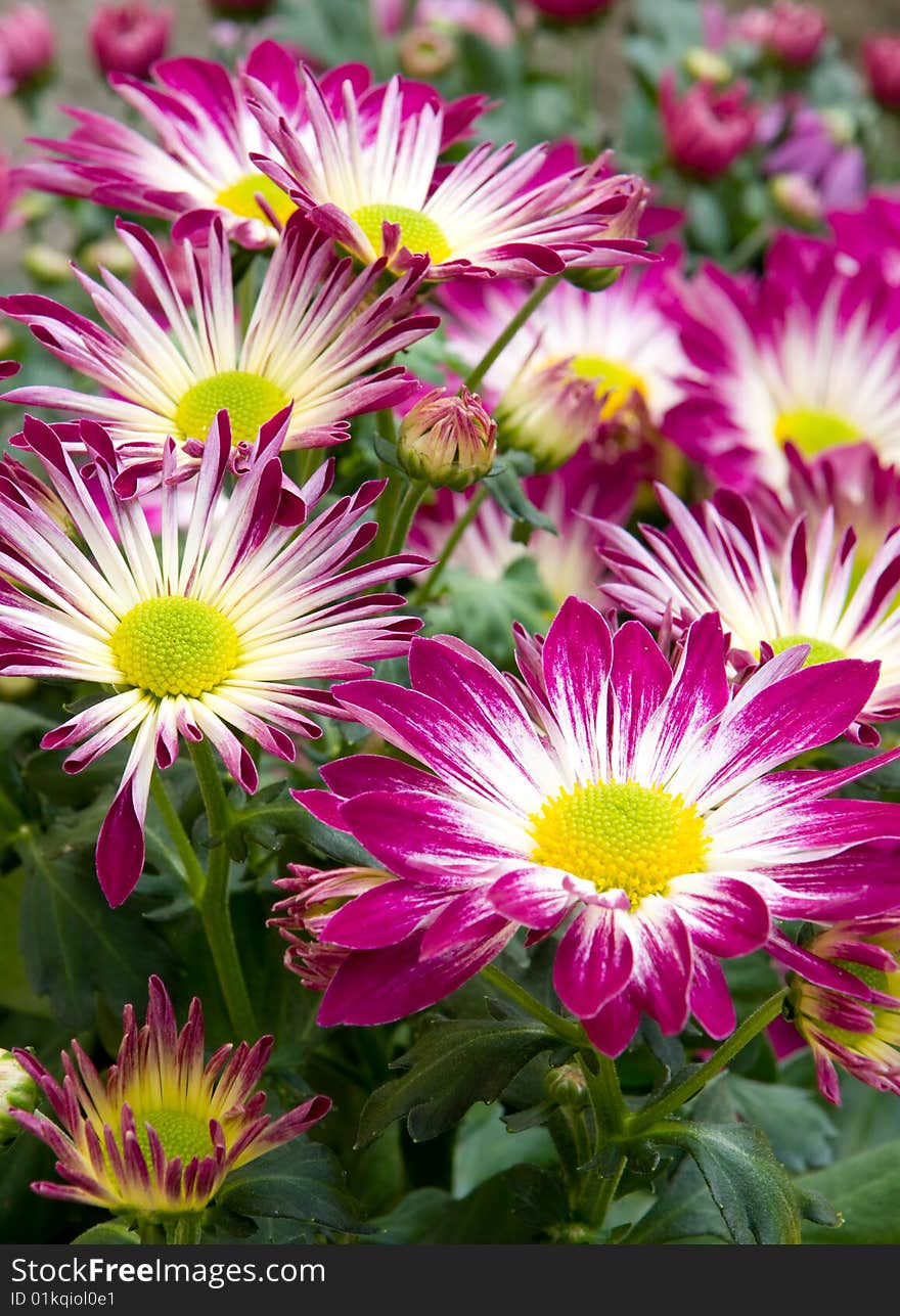 A cluster of Asters in Full Bloom. A cluster of Asters in Full Bloom