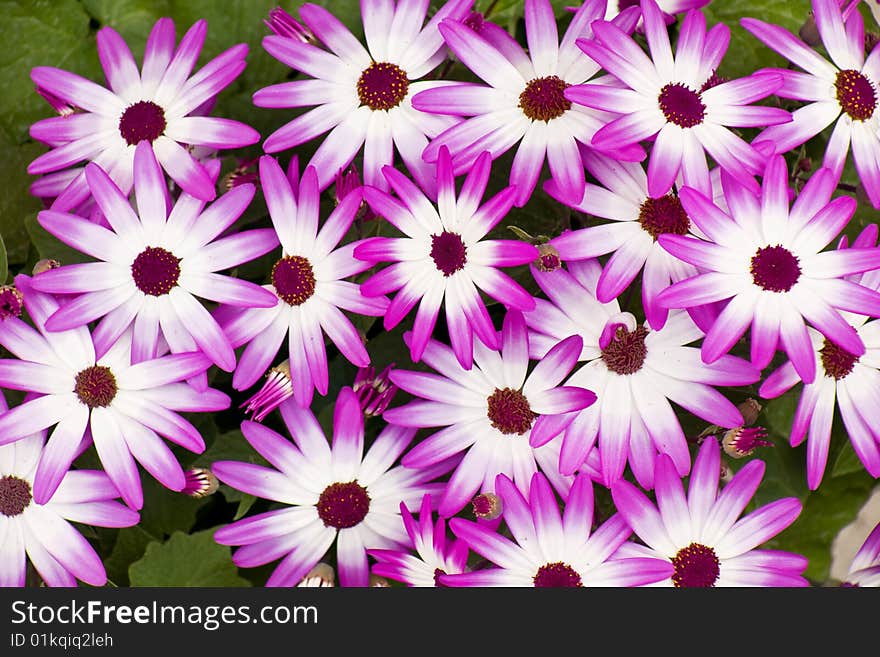 A cluster of purple asters in full bloom. A cluster of purple asters in full bloom