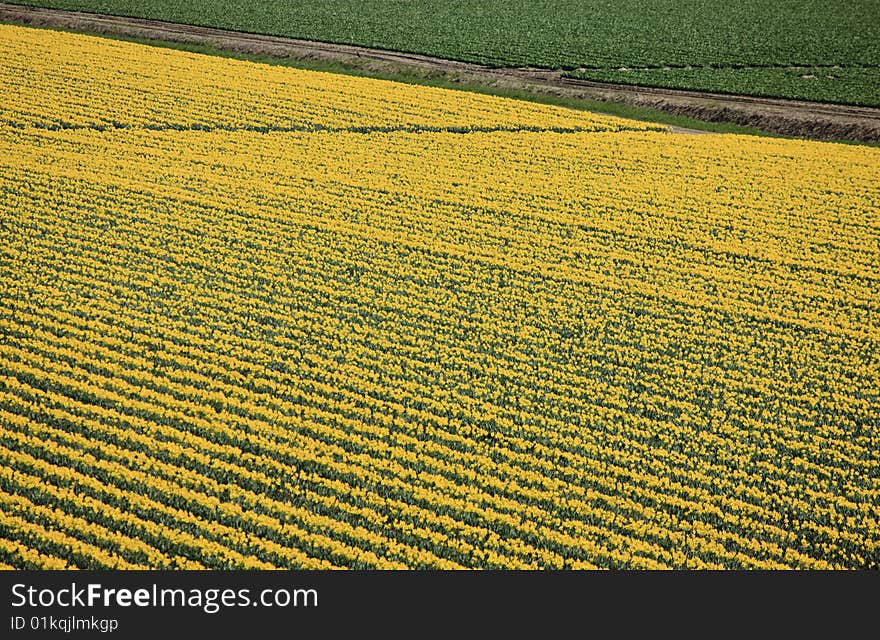 Field Daffodils Blooming