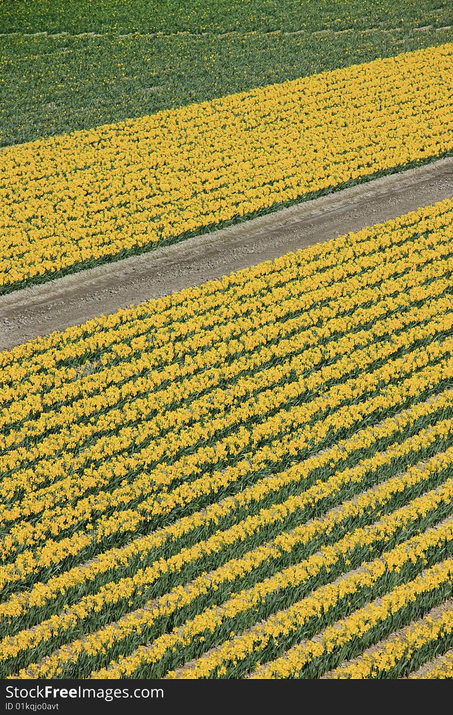 Daffodils Fields Blooming