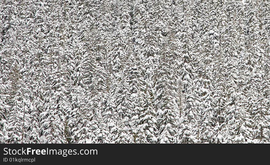 Winter forest abstract