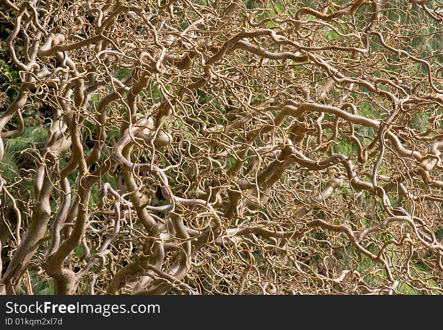 An abstract composition of a twisted willow tree