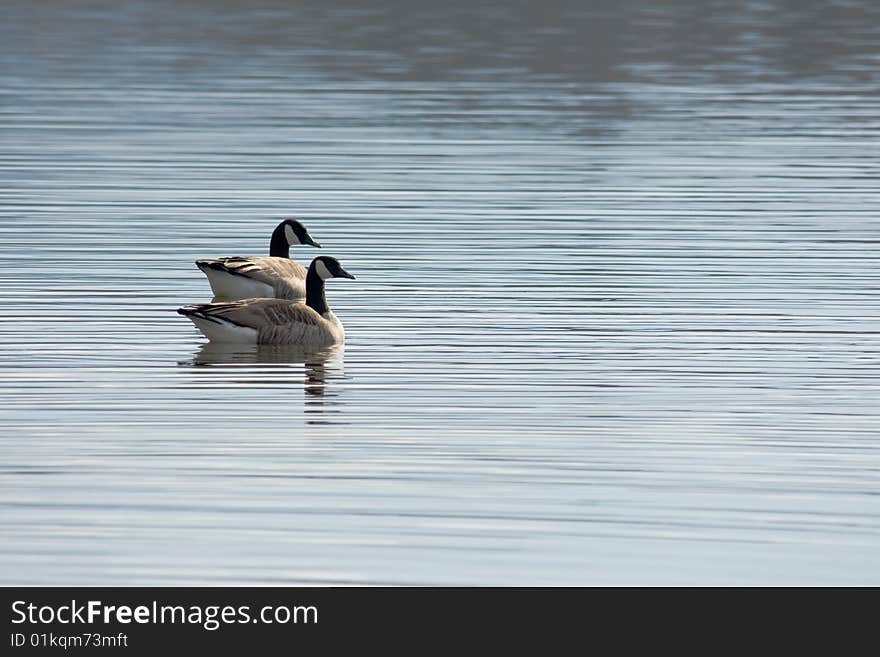 Two Canada Geese