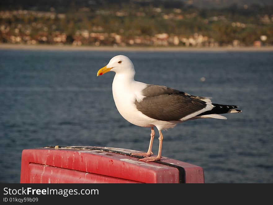 Sea gull