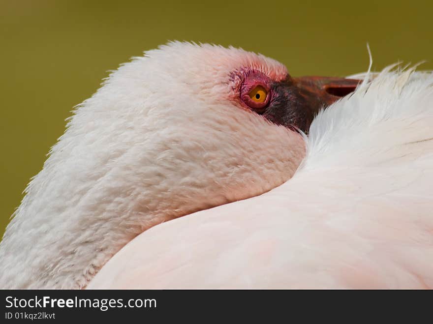 A resting pink flamingo on a blurred background