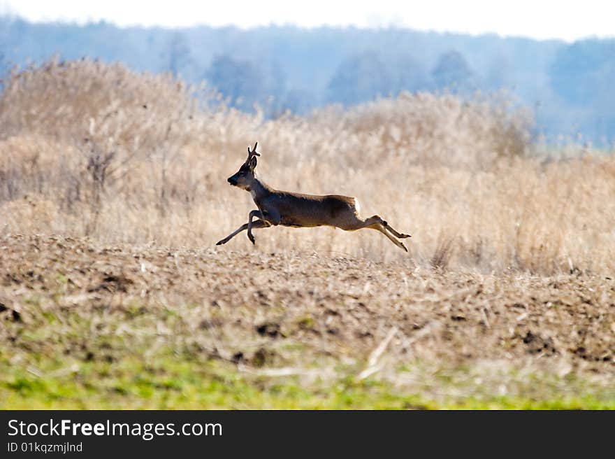 Deer near old big forest in sunny day