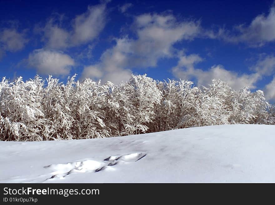 Beauty Of Winter