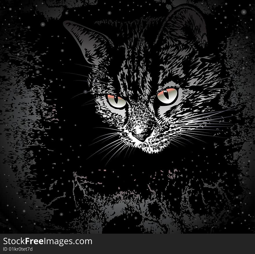 The striped head of a cat looks out of full blackness of the sky of stars. The striped head of a cat looks out of full blackness of the sky of stars