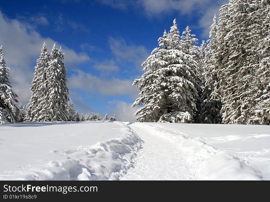 Winter fairy tale with trees dressed in white and snowflakes dancing with the wind. Winter fairy tale with trees dressed in white and snowflakes dancing with the wind.