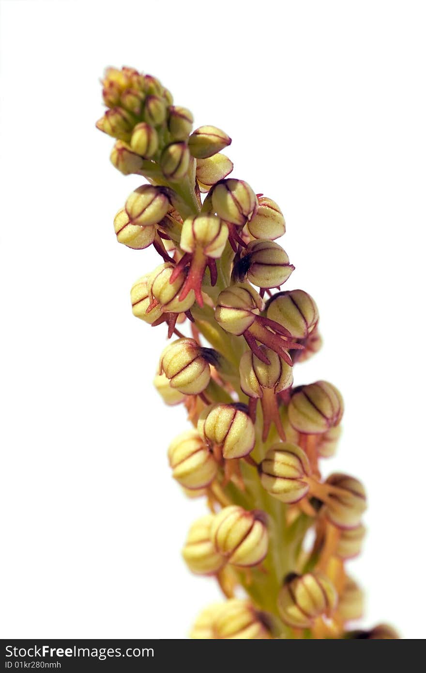 Wild orchid called Man Orchid (Aceras anthropophorum) that can be found in Arrábida mountains, Portugal. Flower closeup. Wild orchid called Man Orchid (Aceras anthropophorum) that can be found in Arrábida mountains, Portugal. Flower closeup.