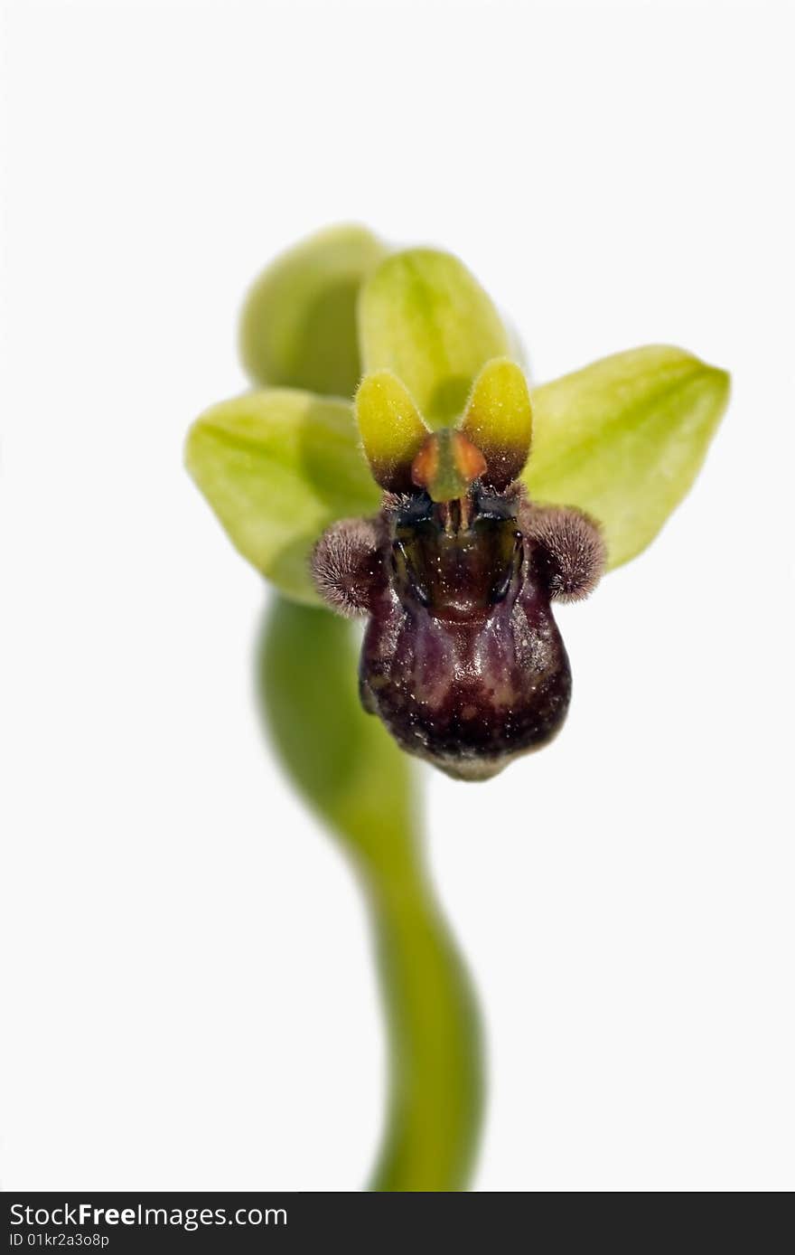 Wild orchid called Bumblebee Orchid (Ophrys bombyliflora) that can be found in Arrábida mountains, Portugal. Flower closeup.